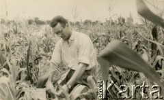 Po 1960, okolice Villa Angela, prowincja Chaco, Argentyna.
Ojciec Henryk Smolski w czasie zbiorów bawełny.
Fot. NN, ze zbiorów Archivo Historico-Central 