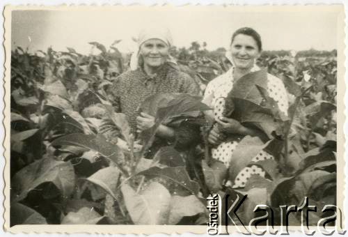 Po 1945, Morowianki Gaje, Śląsk.
Pole tytoniu. Katarzyna Marzec (z lewej) z synową.
Fot. NN, zbiory Ryszarda Konopa, reprodukcje cyfrowe w Ośrodku KARTA w Warszawie i w Instytucie Polskim i Muzeum im. gen. Sikorskiego w Londynie.