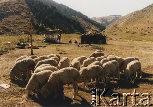 Lata 90., Kazachstan.
Wypas owiec w górskiej dolinie.
Fot. Mikołaj Nesterowicz, zbiory Ośrodka KARTA