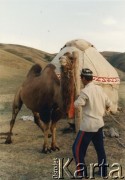 Lata 90., Kazachstan.
Mężczyzna uwiązuje przy jurcie swojego baktriana. 
Fot. Mikołaj Nesterowicz, zbiory Ośrodka KARTA