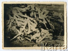 1945, Dachau, Rzesza Niemiecka.
Zwłoki więźniów obozu koncentracyjnego.
Fot. NN, kolekcja Józefa Iwaniszyna, reprodukcje cyfrowe w Ośrodku KARTA