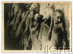 1945, Dachau, Rzesza Niemiecka.
Zwłoki więźniów obozu koncentracyjnego.
Fot. NN, kolekcja Józefa Iwaniszyna, reprodukcje cyfrowe w Ośrodku KARTA