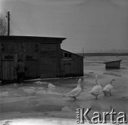 03.1963, Wyszogród, Polska.
Powódź, n/z zabudowania gospodarcze zalane i zamarznięte.
Fot. Marek Zürn, zbiory Fundacji Ośrodka KARTA