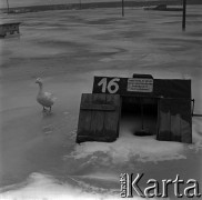 03.1963, Wyszogród, Polska.
Powódź, n/z studnia na zalanym i zamarzniętym terenie.
Fot. Marek Zürn, zbiory Fundacji Ośrodka KARTA