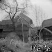 Lata 60., Kraków, Polska.
Remuh - cmentarz żydowski na krakowskim Kazimierzu.
Fot. Marek Zürn, zbiory Fundacji Ośrodka KARTA
