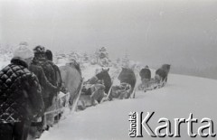Lata 60., Gorce, Polska.
Transport saniami zaopatrzenia do schroniska na Turbaczu.
Fot. Marek Zürn, zbiory Fundacji Ośrodka KARTA