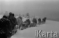 Lata 60., Gorce, Polska.
Transport saniami zaopatrzenia do schroniska na Turbaczu.
Fot. Marek Zürn, zbiory Fundacji Ośrodka KARTA