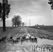 Lata 60., miejsce nieznane, Polska.
Kaczki na wiejskiej drodze.
Fot. Marek Zürn, zbiory Fundacji Ośrodka KARTA