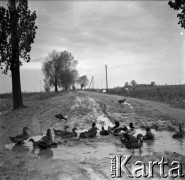 Lata 60., miejsce nieznane, Polska.
Kaczki na wiejskiej drodze.
Fot. Marek Zürn, zbiory Fundacji Ośrodka KARTA