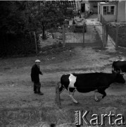 Lata 60., miejsce nieznane, Mazowsze, Polska.
Wał przeciwpowodziowy przy Wiśle, mężczyzna prowadzi krowy.
Fot. Marek Zürn, zbiory Fundacji Ośrodka KARTA