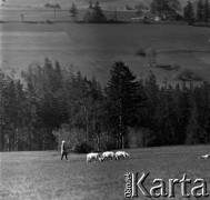 Lata 60., Podhale, Polska.
Wypas owiec.
Fot. Marek Zürn, zbiory Fundacji Ośrodka KARTA