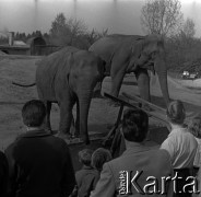 Lata 60., Warszawa, Polska.
Słonie na wybiegu w ZOO.
Fot. Marek Zürn, zbiory Fundacji Ośrodka KARTA