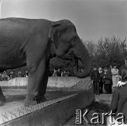 Lata 60., Warszawa, Polska.
Słoń na wybiegu w ZOO.
Fot. Marek Zürn, zbiory Fundacji Ośrodka KARTA