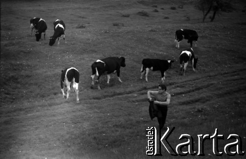 Lata 60., Warszawa (okolice), Polska.
Krowy przy wale przeciwpowodziowym na Wiśle pomiędzy Siekierkami a Górą Kalwarią.
Fot. Marek Zürn, zbiory Fundacji Ośrodka KARTA
