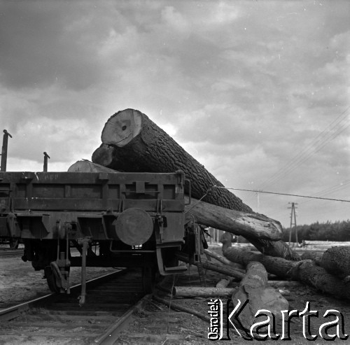 Lata 60., Roztocze, Polska.
Zrzucanie pni drzew (dłużycy) z wagonu.
Fot. Marek Zürn, zbiory Fundacji Ośrodka KARTA