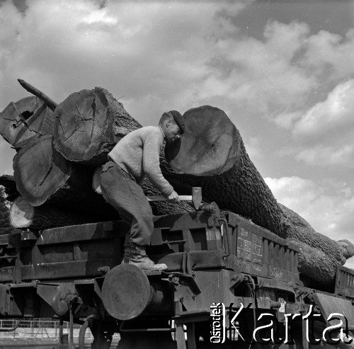 Lata 60., Roztocze, Polska.
Zrzucanie pni drzew (dłużycy) z wagonu.
Fot. Marek Zürn, zbiory Fundacji Ośrodka KARTA