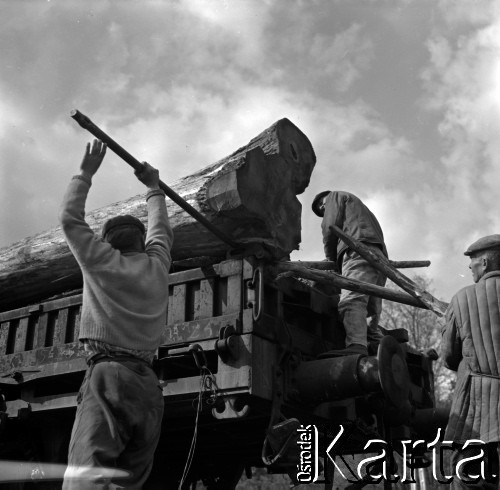 Lata 60., Roztocze, Polska.
Zrzucanie pni drzew (dłużycy) z wagonu.
Fot. Marek Zürn, zbiory Fundacji Ośrodka KARTA