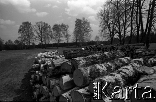 Lata 60., Puszcza Białowieska, Polska.
Sągi wyciętego drzewa w Puszczy Białowieskiej.
Fot. Marek Zürn, zbiory Fundacji Ośrodka KARTA