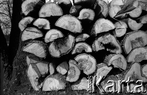 Lata 60., Puszcza Białowieska, Polska.
Pnie drzew wyciętych w Puszczy Białowieskiej.
Fot. Marek Zürn, zbiory Fundacji Ośrodka KARTA