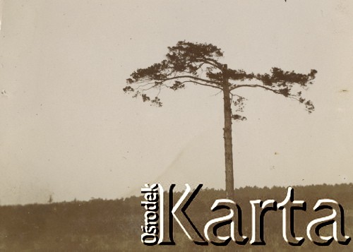 1900-1920, miejsce nieznane.
Drzewo.
Fot. NN, kolekcja rodziny Walińskich, zbiory Fundacji Ośrodka KARTA