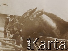 1900-1920, miejsce nieznane.
Konie w zagrodzie. W tle widać stajnię.
Fot. NN, kolekcja rodziny Walińskich, zbiory Fundacji Ośrodka KARTA