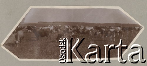 1900-1920, miejsce nieznane, Polska.
Krowy i woły na pastwisku. W tle widać łąki, pola, las.
Fot. NN, kolekcja rodziny Walińskich, zbiory Fundacji Ośrodka KARTA