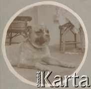 1900-1920, Sokola Góra, Polska.
Pies rodziny Walińskich. Leży na tarasie dworu w Sokolej Górze.
Fot. NN, kolekcja rodziny Walińskich, zbiory Fundacji Ośrodka KARTA