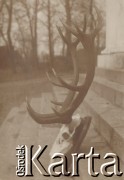 1900-1920, Sokola Góra, Polska.
Poroże ustawione na schodach dworu.
Fot. NN, kolekcja rodziny Walińskich, zbiory Fundacji Ośrodka KARTA