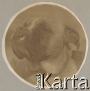 1900-1920, miejsce nieznane.
Pies. Fotografia wycięta w kształt koła.
Fot. NN, kolekcja rodziny Walińskich, zbiory Fundacji Ośrodka KARTA