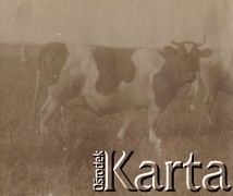 1900-1920, miejsce nieznane, Polska.
Krowa na pastwisku.
Fot. NN, kolekcja rodziny Walińskich, zbiory Fundacji Ośrodka KARTA