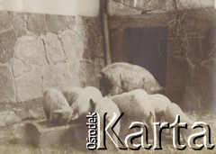 1900-1920, miejsce nieznane, Polska.
Świnie przy korycie obok stajni.
Fot. NN, kolekcja rodziny Walińskich, zbiory Fundacji Ośrodka KARTA