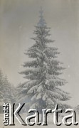 1900-1920, Ojców, Polska.
Drzewo zimą.
Fot. NN, kolekcja rodziny Walińskich, zbiory Fundacji Ośrodka KARTA