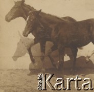 1900-1920, miejsce nieznane, Polska.
Konie przy ścianie.
Fot. NN, kolekcja rodziny Walińskich, zbiory Fundacji Ośrodka KARTA