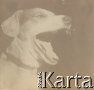 1900-1920, miejsce nieznane.
Ziewający pies.
Fot. NN, kolekcja rodziny Walińskich, zbiory Fundacji Ośrodka KARTA