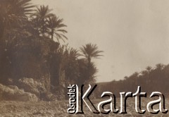 1900-1920, miejsce nieznane.
Krajobraz. Kamienista droga, skały, palmy.
Fot. NN, kolekcja rodziny Walińskich, zbiory Fundacji Ośrodka KARTA