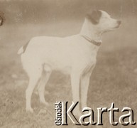 1920-1930, miejsce nieznane, Polska.
Pies.
Fot. NN, kolekcja rodziny Walińskich, zbiory Fundacji Ośrodka KARTA