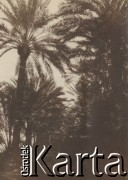1920-1930, miejsce nieznane.
Palmy.
Fot. NN, kolekcja rodziny Walińskich, zbiory Fundacji Ośrodka KARTA