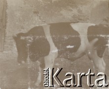 1920-1930, miejsce nieznane, Polska.
Krowa. Stoi obok stajni.
Fot. NN, kolekcja rodziny Walińskich, zbiory Fundacji Ośrodka KARTA