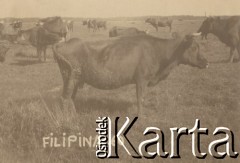 1930, miejsce nieznane.
Krowa o imieniu Filipina.
Fot. NN, kolekcja rodziny Walińskich, zbiory Fundacji Ośrodka KARTA