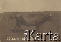 1930, miejsce nieznane.
Krowa o imieniu Kwietoszka.
Fot. NN, kolekcja rodziny Walińskich, zbiory Fundacji Ośrodka KARTA