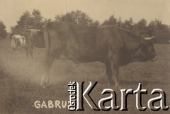 1930, miejsce nieznane.
Wół o imieniu Garbuś.
Fot. NN, kolekcja rodziny Walińskich, zbiory Fundacji Ośrodka KARTA