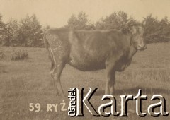 1930, miejsce nieznane.
Krowa o imieniu Ryża.
Fot. NN, kolekcja rodziny Walińskich, zbiory Fundacji Ośrodka KARTA