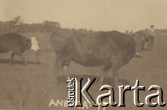 1930, miejsce nieznane.
Krowa o imieniu Anemja.
Fot. NN, kolekcja rodziny Walińskich, zbiory Fundacji Ośrodka KARTA