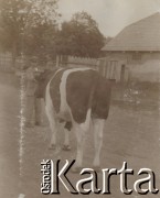 1930-1940, miejsce nieznane.
Meżczyzna i krowa. Stoja na wiejskiej drodze. W tle gospodarstwo i drzewa.
Fot. NN, kolekcja rodziny Walińskich, zbiory Fundacji Ośrodka KARTA