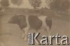 1930-1940, miejsce nieznane.
Krowa. Stoi w zagrodzie.
Fot. NN, kolekcja rodziny Walińskich, zbiory Fundacji Ośrodka KARTA
