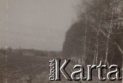 1930-1940, miejsce nieznane, Polska.
Pole i las brzozowy.
Fot. NN, kolekcja rodziny Walińskich, zbiory Fundacji Ośrodka KARTA