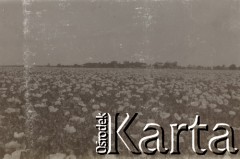 1930-1940, miejsce nieznane, Polska.
Łąka z kwiatami.
Fot. NN, kolekcja rodziny Walińskich, zbiory Fundacji Ośrodka KARTA