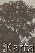 1930-1940, miejsce nieznane, Polska.
Drzewo.
Fot. NN, kolekcja rodziny Walińskich, zbiory Fundacji Ośrodka KARTA