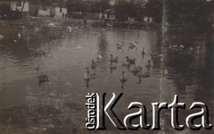 1930-1940, miejsce nieznane, Polska.
Kaczki w jeziorze.
Fot. NN, kolekcja rodziny Walińskich, zbiory Fundacji Ośrodka KARTA