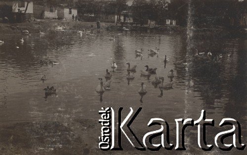 1930-1940, miejsce nieznane, Polska.
Kaczki w jeziorze.
Fot. NN, kolekcja rodziny Walińskich, zbiory Fundacji Ośrodka KARTA